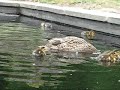 tulip-pot-duck-family.html