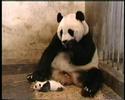 Estornudo del Panda