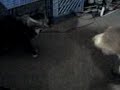 missy vs nala.3gp missy vs nala.3gp
