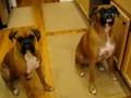 Silly Boxers