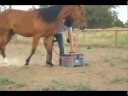 Buster is a 2 year old Arab Cross. In this video, he is trotting and cantering over jumps. The way we taught him to trot in hand was we started to run back towards his pen from the arena. Since he wanted to get back to his pen, when he saw us running, he started to run too. When he started to trot, we clicked and treated. It only took about 3 clicks before recognized a cluck as the cue to trot and would start right into it.Buster was last sat on in April. Now we're in August, 3+ months later, and when we pulled him out of the pasture, he was as awesome as if he had just been ridden yesterday. Buster is a smart, honest, easy horse with a ton of play drive. Les brought him into the ring and started to jog in hand with him, then began jogging over jumps. Buster offered the canter when his life came up because he was jumping. Les clicked him for the canter one time, started to gallop instead of run, and Buster recognized Les' galloping as the cue to canter. In less than 5 minutes, he learned to canter  from a halt just by copying Les. He also performed just as well with Kali when Les gave Buster to her.Even though Buster had just had all that fun cantering and jumping, and there were 3 other horses in the arena, when Kali asked Buster to play the Chair Game, he immediately settled in. Kali used her hand as a target to show Buster where to position his nose so that his back would be in the right place for Kali to get on. Kali clicked and treated Buster for lining up.The last time Buster was sat on was during one on one time with Kali in the round pen back in April. In this video, he let's Kali ride him, not only after he was running around playing hard, but with no warm up, with 3 other horses in the ring, during a thunderstorm. Horses like this are few and far between, but Kali and Buster owe a lot of their success to clicker training. Nothing makes training easier for a horse to retain then a click and a treat.Initially, Kali asks Buster to line up to the mounting block, but she builds up from there to rubbing Buster with her leg, to laying over his back, to laying down the middle of his back with her feet hanging off the tail, to kneeling on him, and finally to getting on from both sides and straddling him. She also gets on him both from the ground and from a mounting block. Buster does awesome with each part of the process, staying calm and enthusiastic the whole time. Kali hopes that with a good start under saddle like this, Buster is likely to be a fun performance horse for the rest of his life.