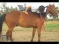 Trotting and Cantering In Hand Over Jumps, Horse's 4th Ride