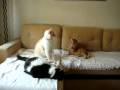 videos de Alemoa, Nélson e Bartolomeu