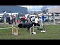 Agility Jolie GPF 3/2009 Pau