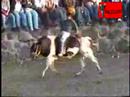 JARIPEO EN MATUJEO MICHOACAN