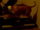 Cheeba on her treadmill Cheeba on her treadmill