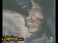 El Gorila y su gatito