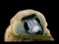 alpha blondy mister grande gueule  -musique ivoirienne