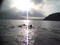 Flatcoated Retreiver, Swimming at Lake Motosu at Aug17 Part2 Flatcoated Retreiver, Swimming at Lake Motosu at Aug17 Part2