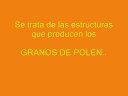 Bamb� en M�xico: Floraci�n de Guadua angustifolia