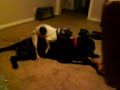 puppy lovin'