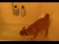 Roxy Goes Nutsy