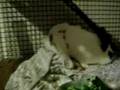 Bunny OMNOMNOMS!