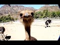 Gran Canaria - GOGO.NL