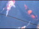 Japanese koi