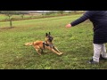 Dakota, Malinois, Ex-Sprengstoffsuchhund