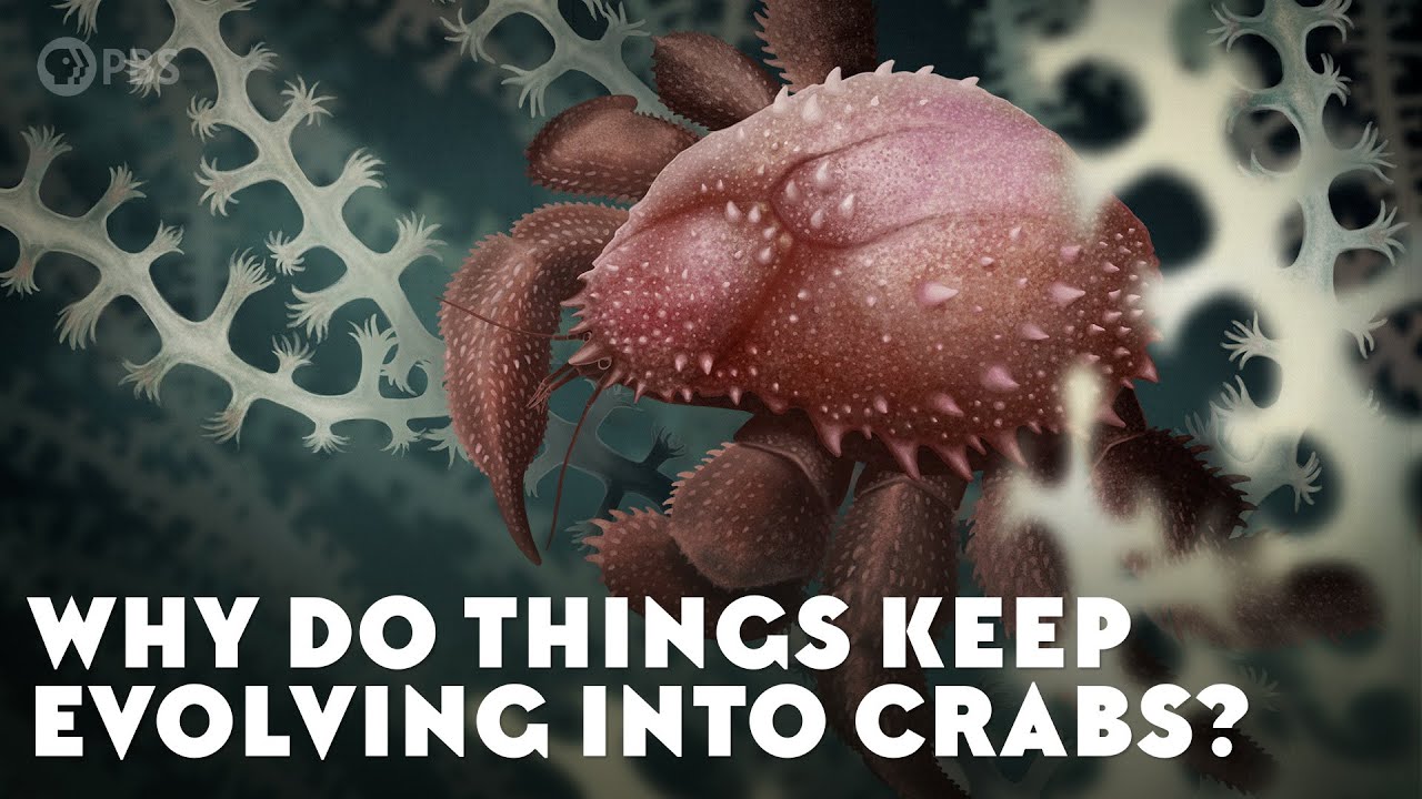 crab game player count crab game player count
