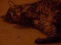 Meet Varmint, The Deaf 15-Year-Old Male Bitch Cat