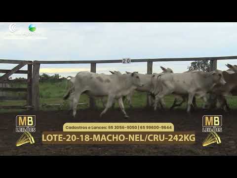 543� LEIL�O VIRTUAL MB LEIL�ES