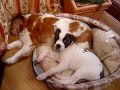 American Bulldog, Cavilier King Charles Spaniel