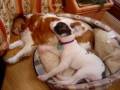 videos de American Bulldog, Cavilier King Charles Spaniel