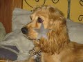 tributo a laisha y yukino tributo a laisha y yukino