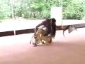 Lakota Sioux Dancing.wmv