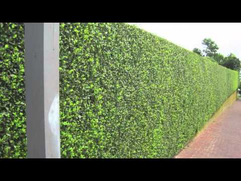 how to replant hedges