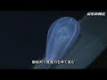 Click here to watch this video わくわくクラゲ水族館（８）
