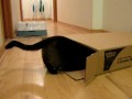 videos de JInx in a box