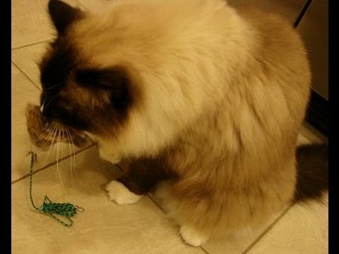 8 Cat Things I’m Crazy About Right Now 0 8 Cat Things I’m Crazy About Right Now