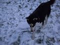 husky, montage de la 1ere neige de ma chasta