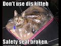 vERY fUNNY cATS 16