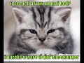 vERY fUNNY cATS 16