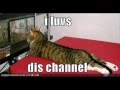 vERY fUNNY cATS 16