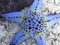 Dive site Malapascua philippines http://www.la-video-sous-marine.com/