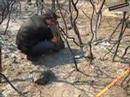 Forest Fires - Suspected arson - Athens, Greece