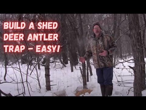how to collect shed antlers