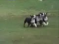 crazy dogs crazy dogs