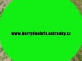 Berry Denbrix - štěkání
