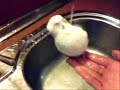 Budgie was taking a shower