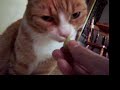 My cat eats broccoli!