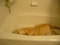 Zoey in the tub 3