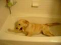 Zoey in the tub 3