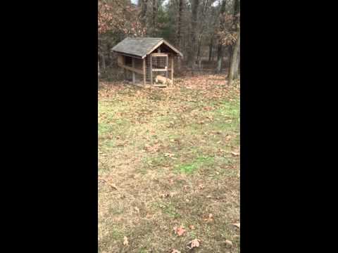 British Lab- Kennel up Gus