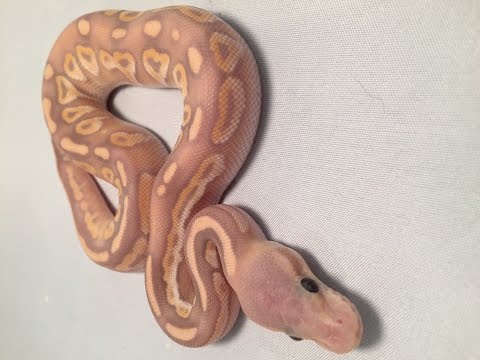 YouTube reptile video