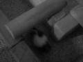 videos de The Mouse Maze