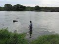 pesca piapara