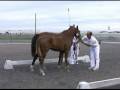 videos de Dutch Warmblood for sale-2008 First Premium FEI dressage filly by Rousseau