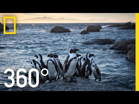 Unit 1. Endangered Penguins of South Africa Thumbnail